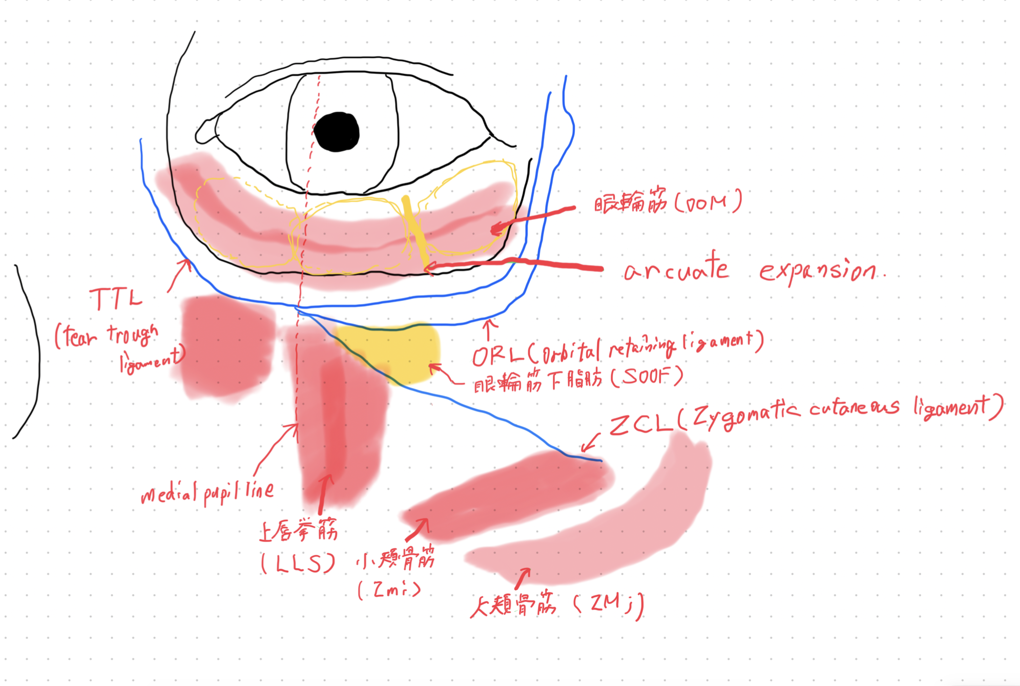 下眼瞼周囲の解剖を描いてみた - あざらしブログ